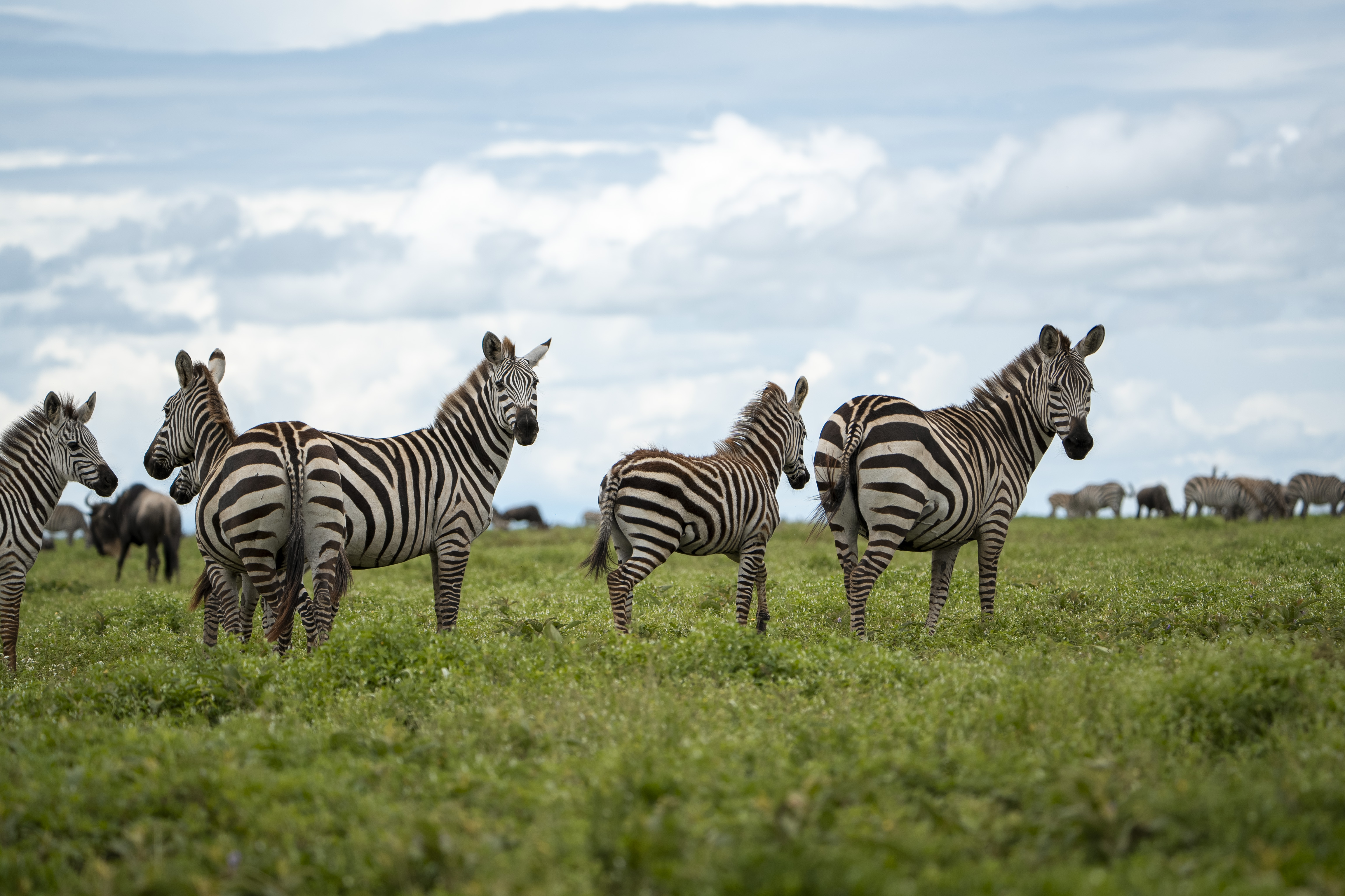 Tanzania safari destination