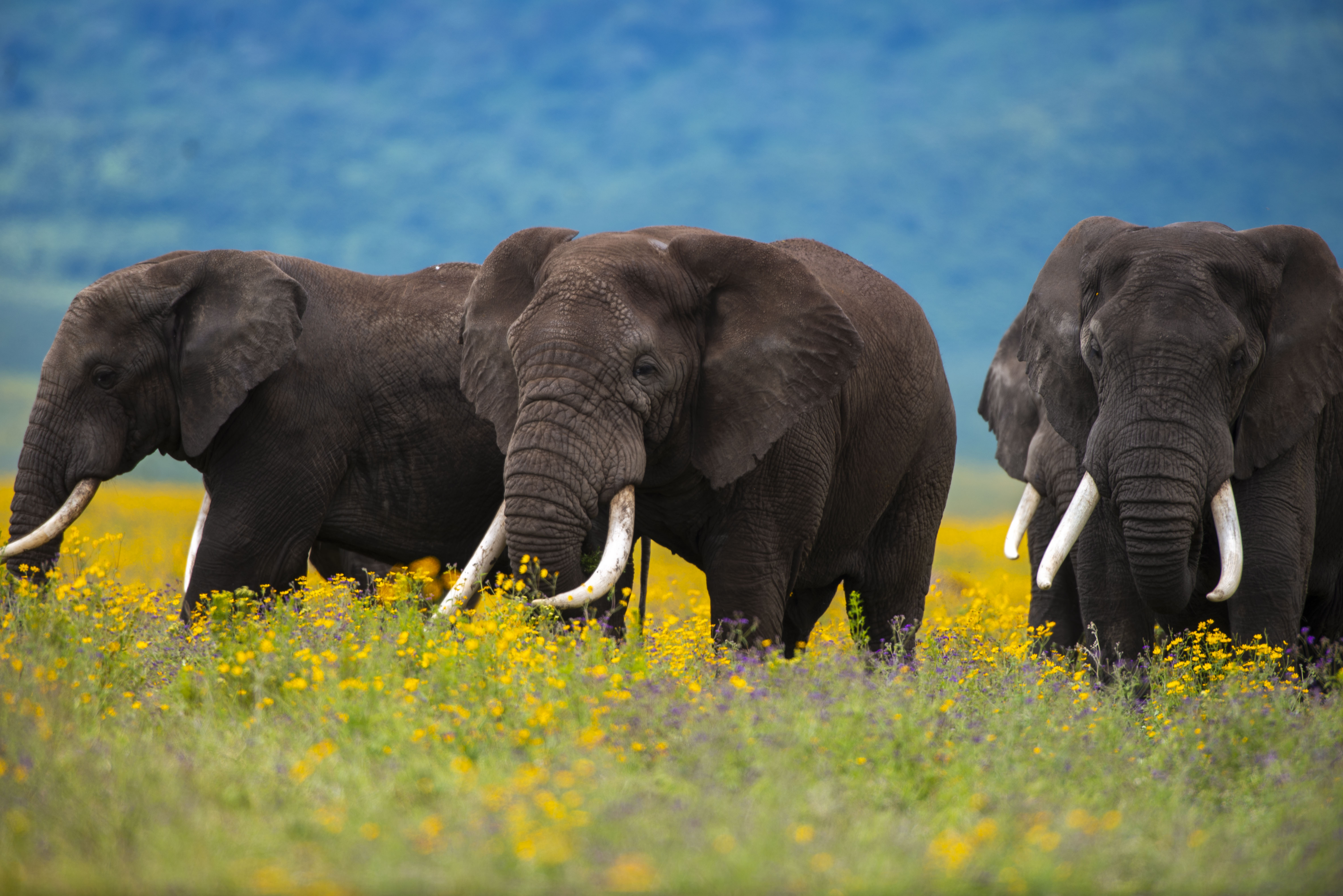 12-Day Signature FAM