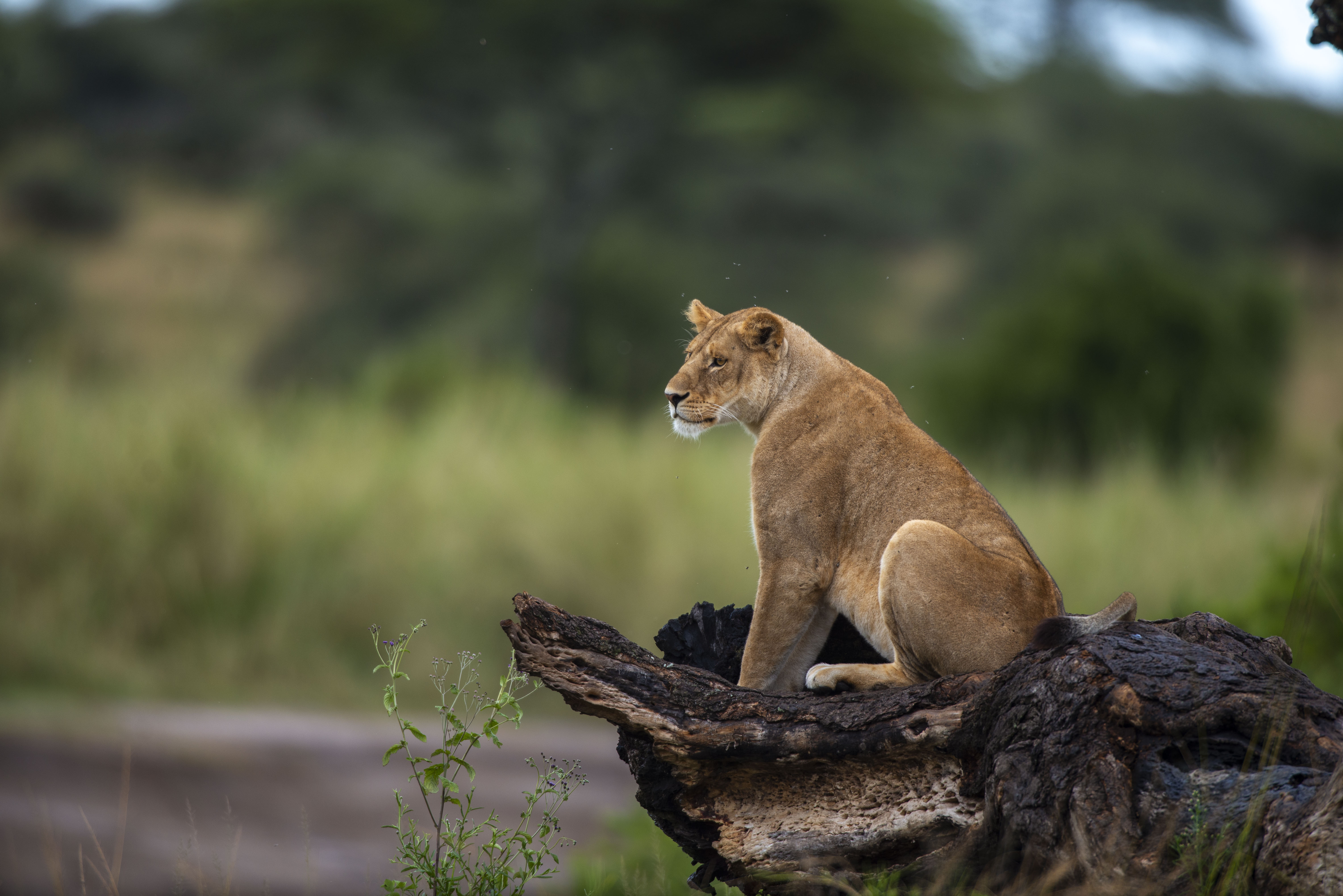 10-Day Core Selling FAM